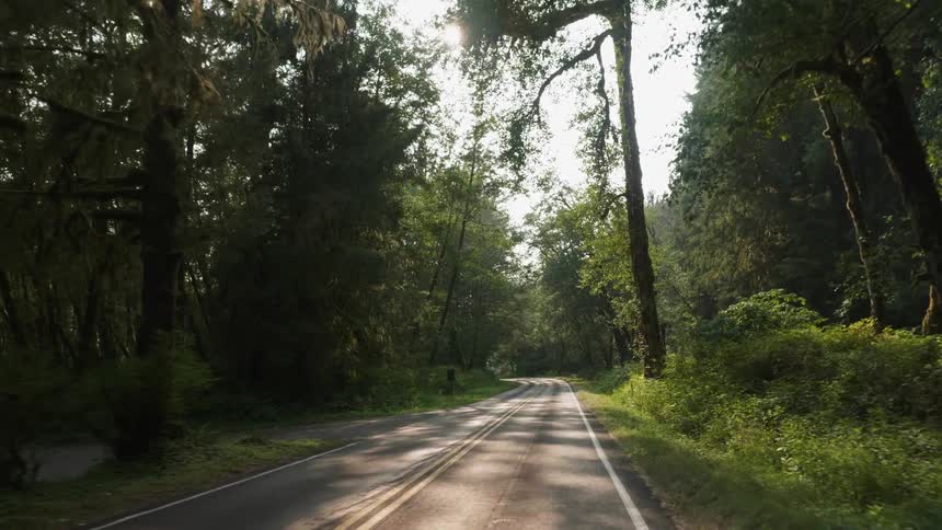 The sun shines through tall trees on the side of a forest road