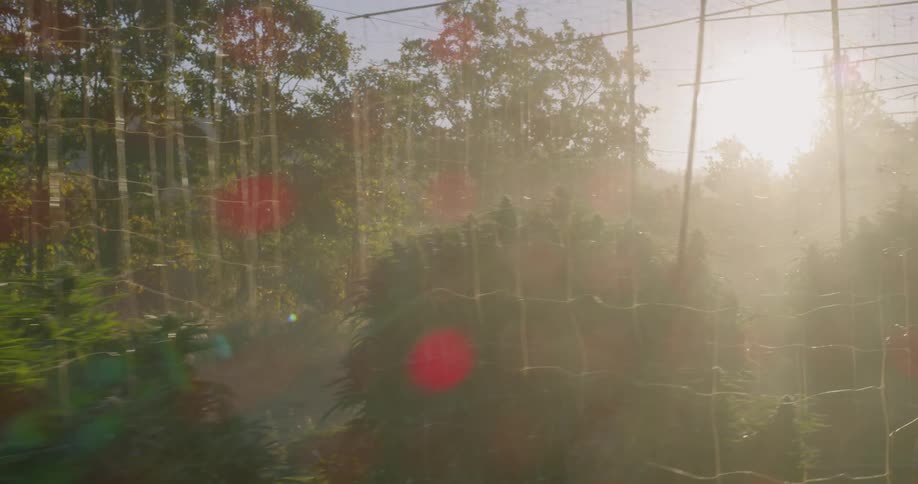 The tall green crops are surrounded by wire fences