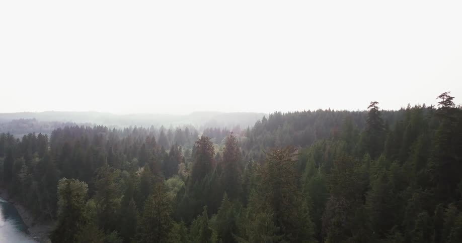 Pine trees stand in a forest