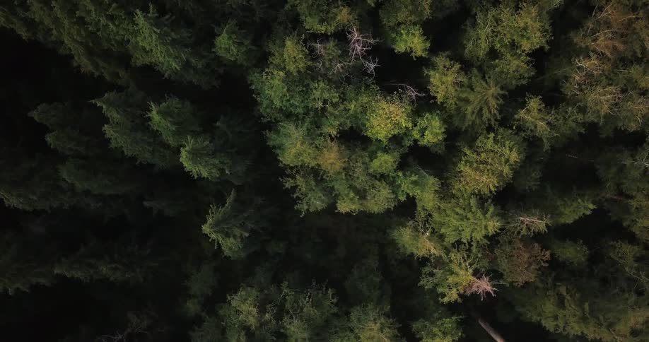 Pine trees stand in a forest