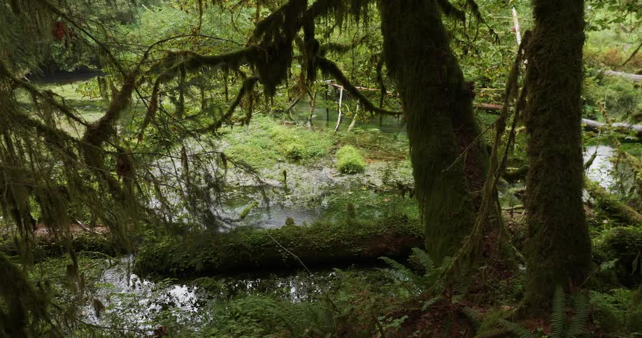 Fallen trees sit in a flowing forest stream