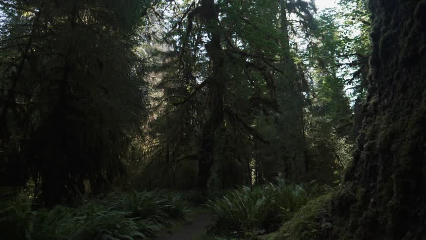 Trees stand in a forest