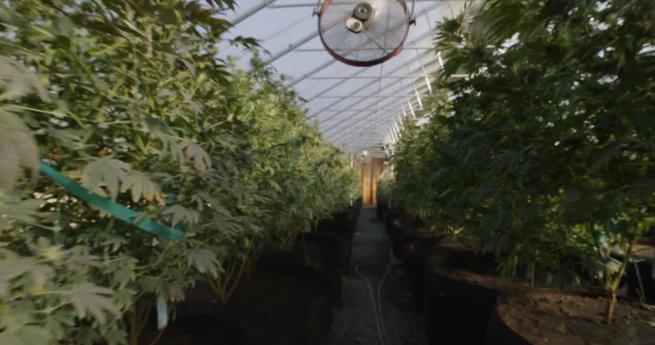 The crops are tall and in a large greenhouse