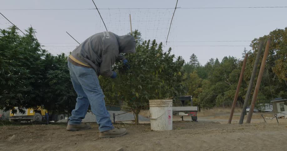 A man prunes a crop tree by hand
