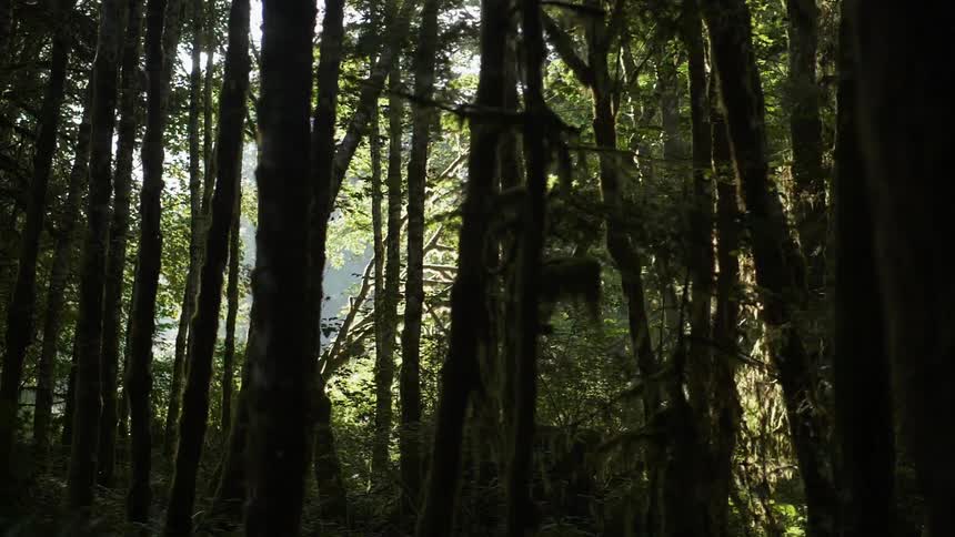 A forest of trees on a sunny day