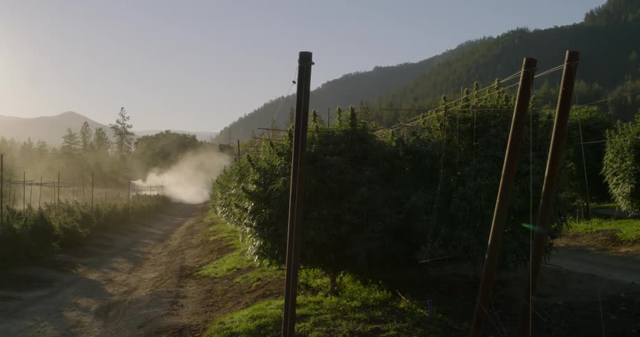 Mist is covering the crops ahead on the farm