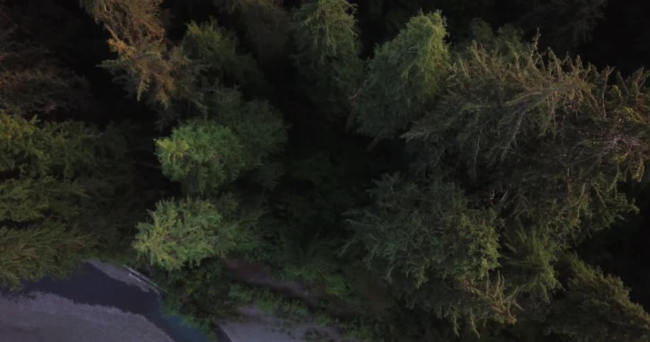 Pine trees stand in a forest
