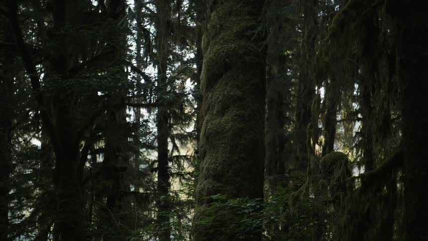 Sunlight is peeking through forest trees during the day