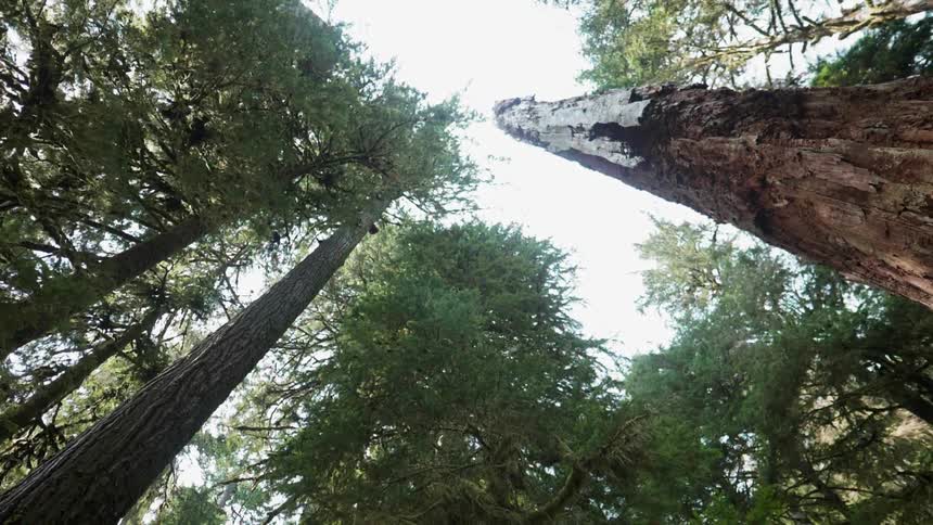Trees tower overhead in a forest