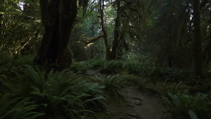 Ferns on the forest floor line a dirt path