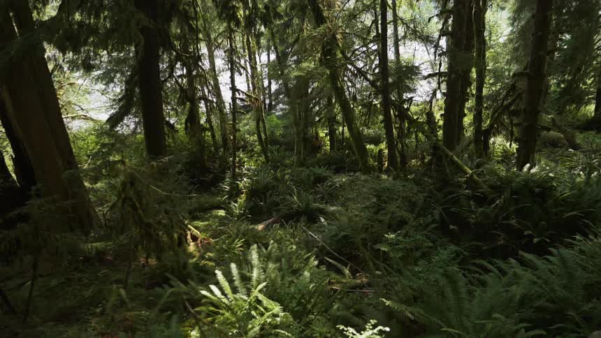 Trees and brush cover the forest