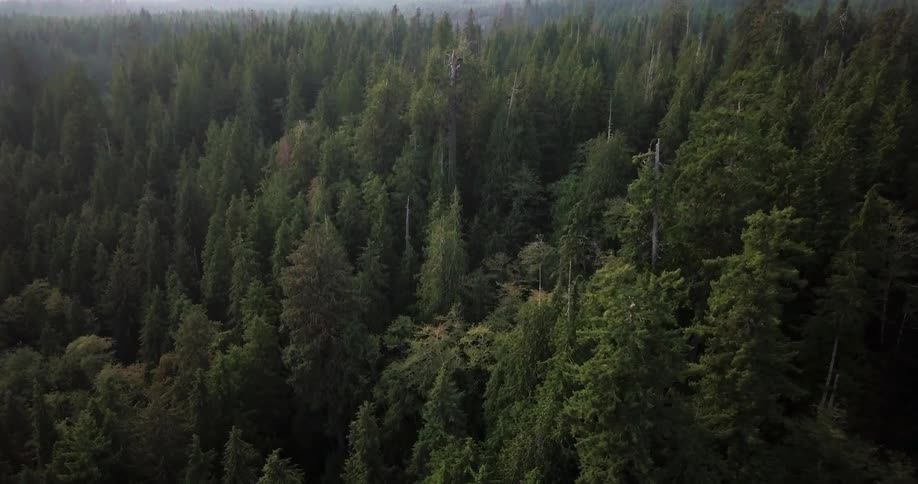Miles and miles of pine wood forest is growing
