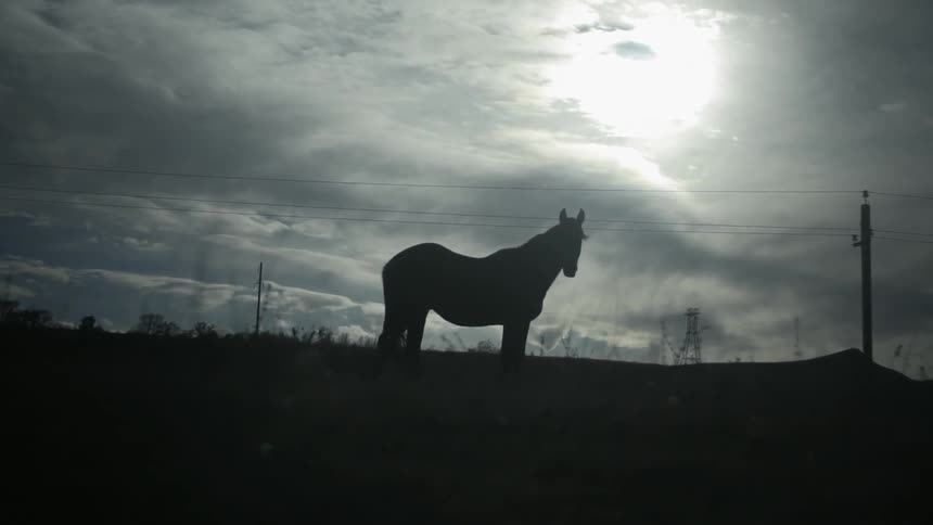 The silhouette of a horse in a field