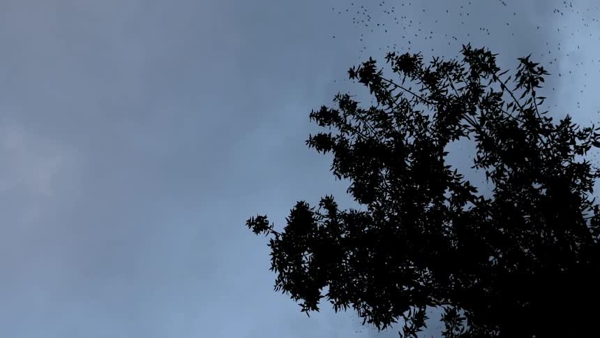Two large flocks of birds flying over a tree
