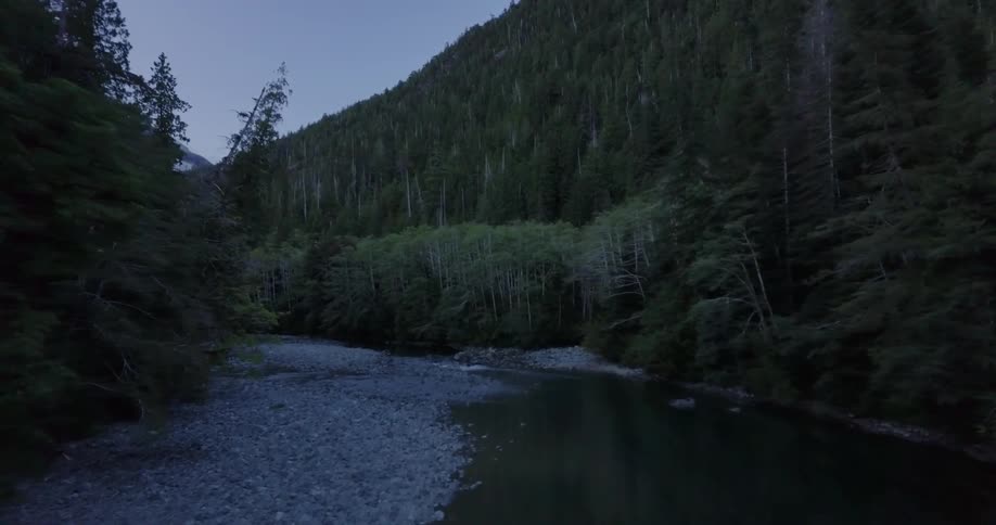 The stream surface reflects the surrounding forest trees