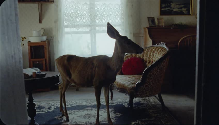 A deer stands in a living room
