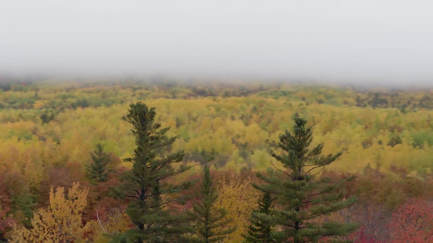 Yellowing trees on a foggy day