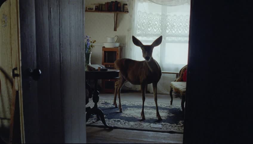 A deer is standing in the dark living room