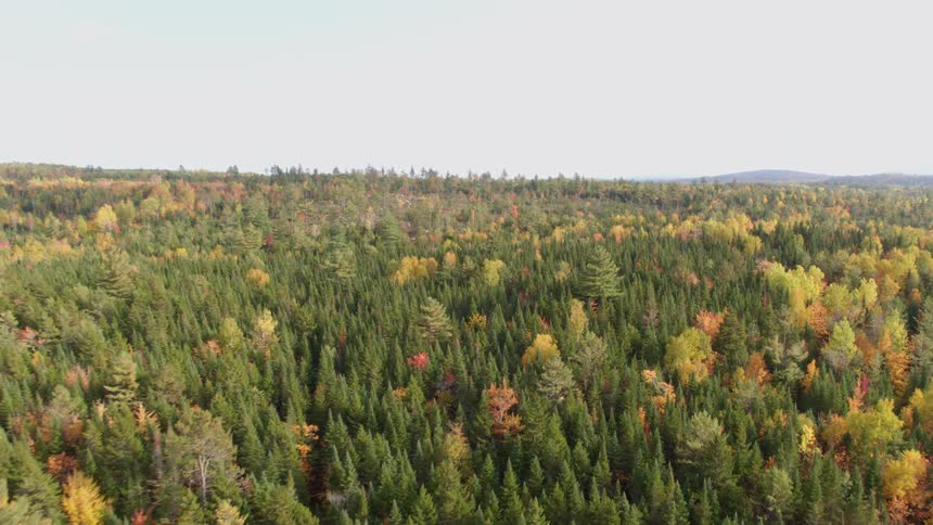 Forest trees during autumn
