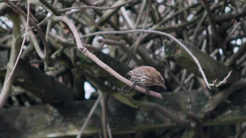A bird sits on a bare tree branch
