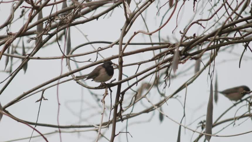 A small bird stands on a bare branch looking around