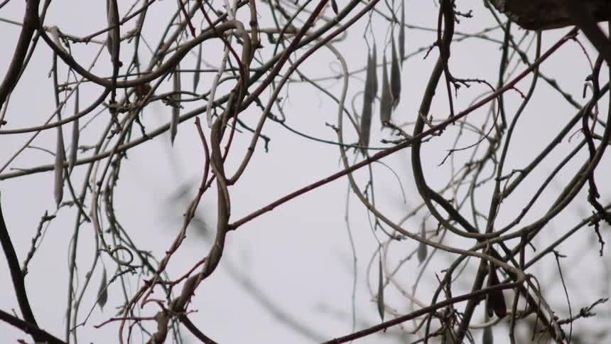 Bird lands on tangled tree branches and flies away