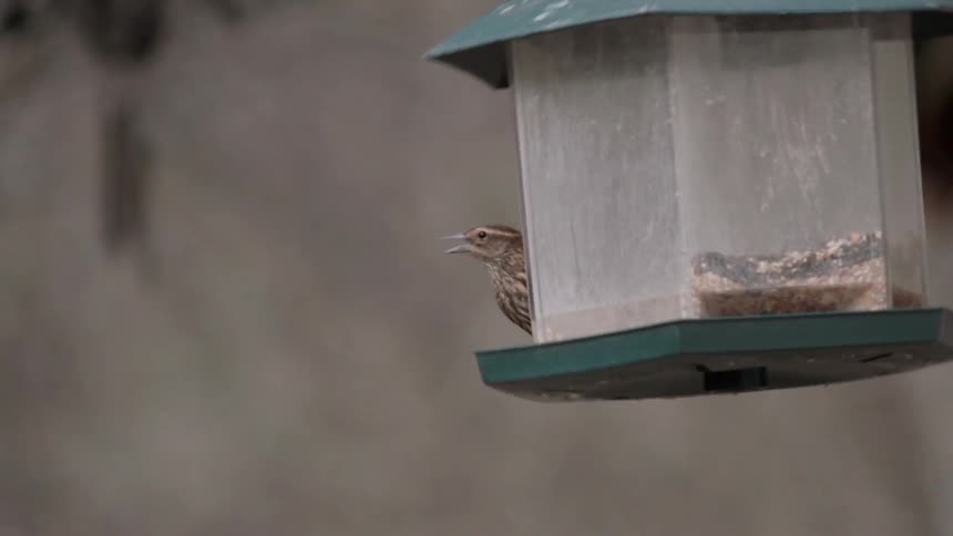 Birds fight at a bird feeder