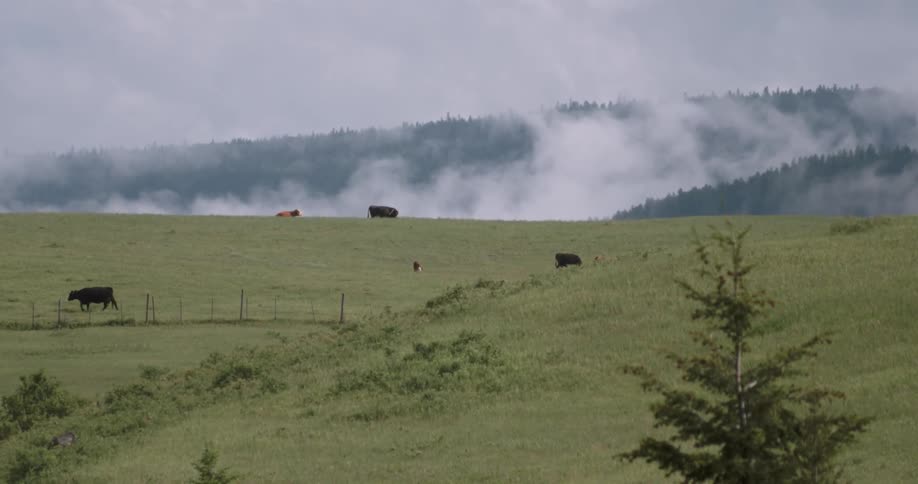 Cows are grazing in pastures on a hillside above clouds during the day