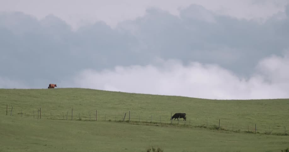 Cows are grazing in a field during on a cloudy day