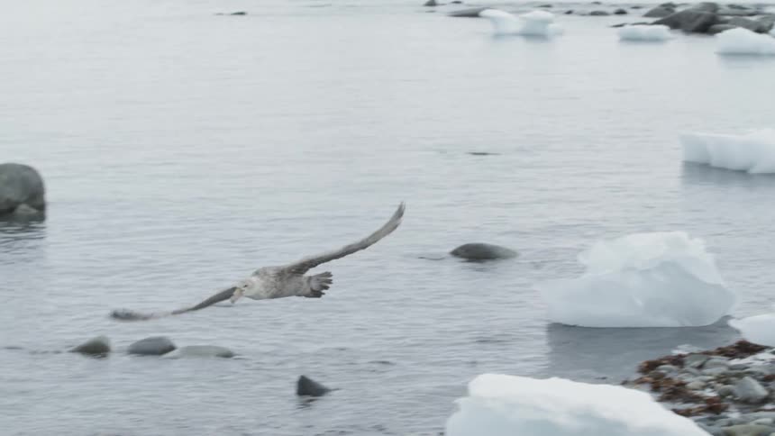 An albatross is flying over a coastline strewn with ice during the day