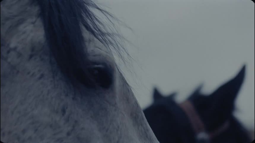 Horse walking outside blinking its eye quickly