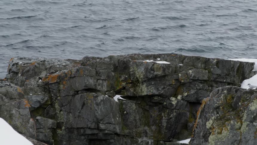 Bird soars over rocky terrain near water