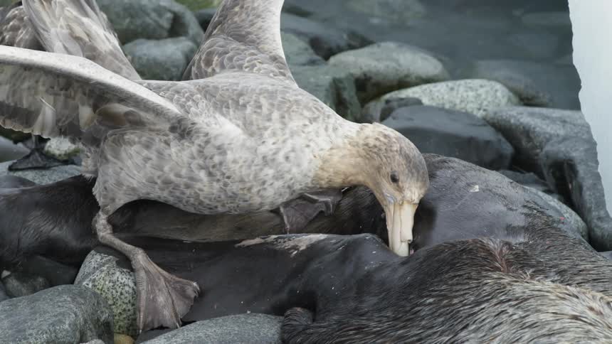 A bird eats a carcass