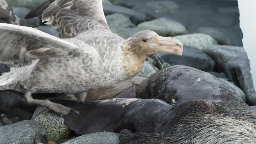 Bird chews on dead seal on rocks near water
