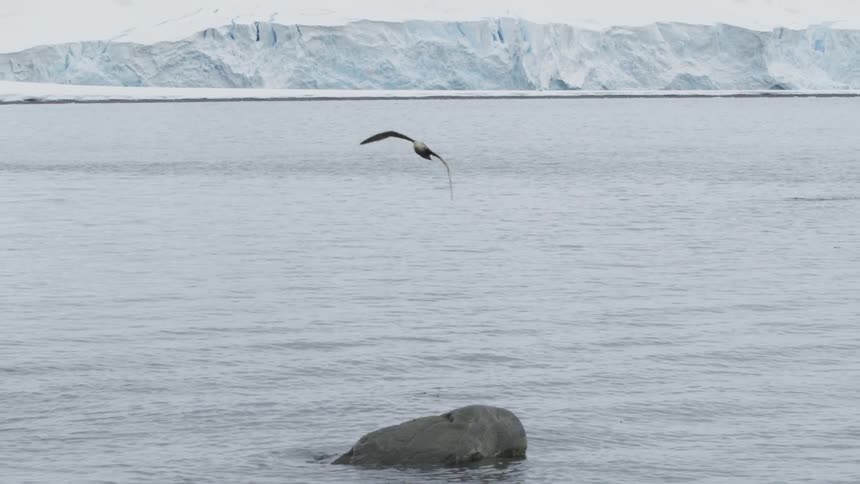 A seagull is flying over a coastline near a glacier during the day