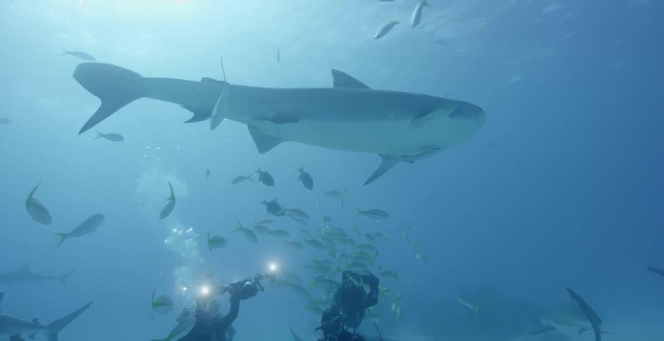 Divers film sharks and fish in the ocean