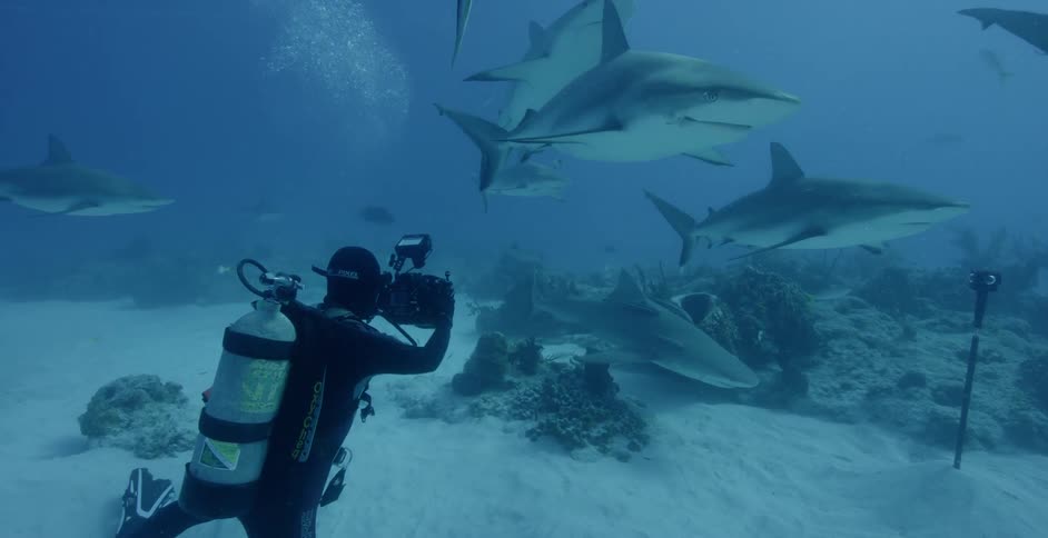 A scuba diver is filming the sharks