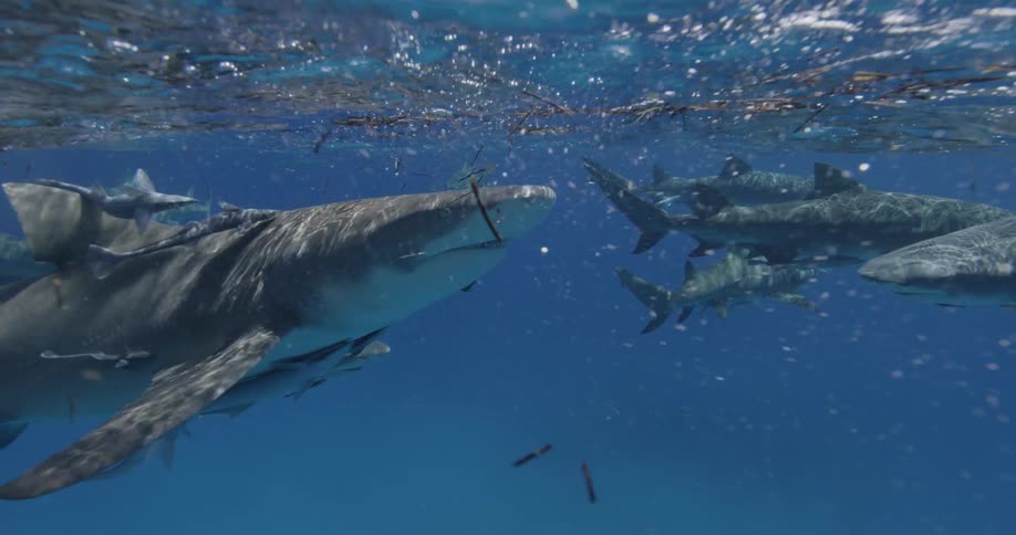 Sharks swim in the ocean