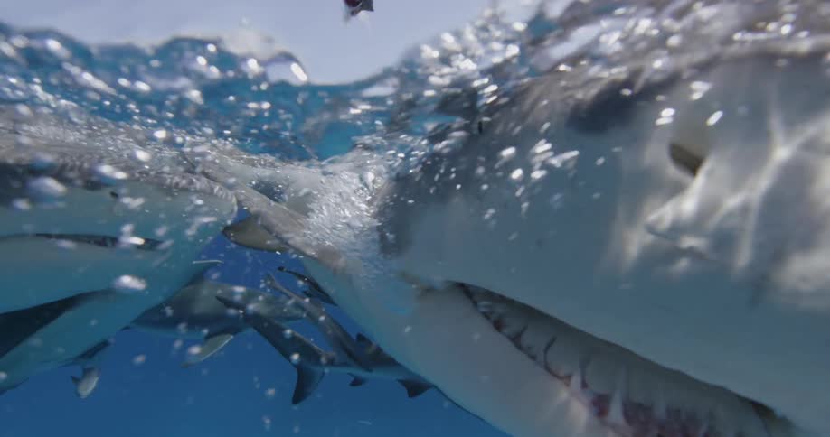 Sharks swim in the ocean