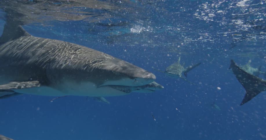 The large sharks are moving around in the water together