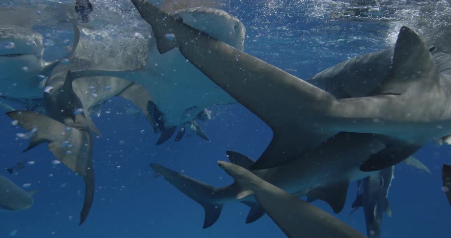 Sharks swimming close to the surface of the water