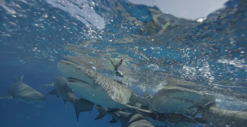 Sharks and fish swim at the ocean surface