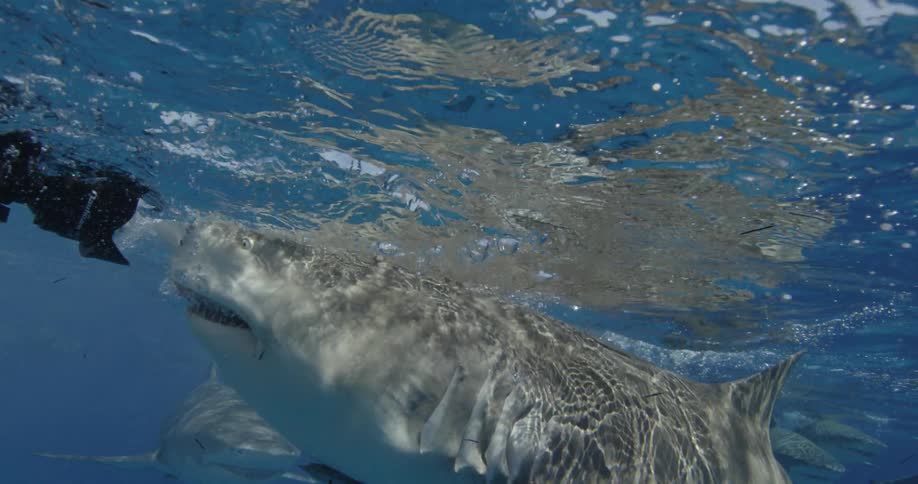 A shark bites at a camera in the ocean
