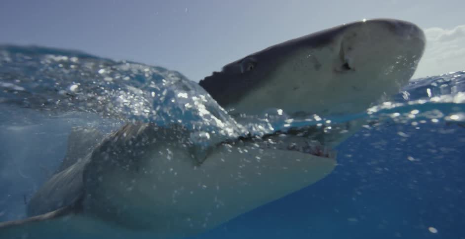 Sharks swimming close to the surface of the water