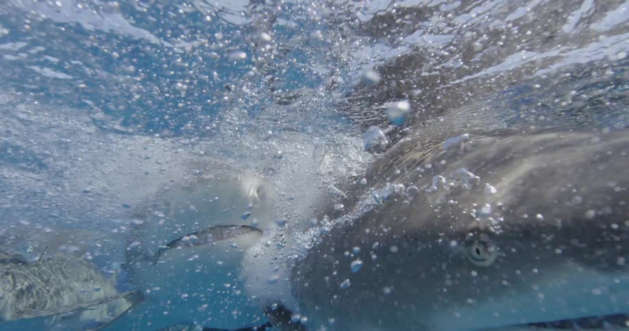 Sharks swimming close to the surface of the water and eating