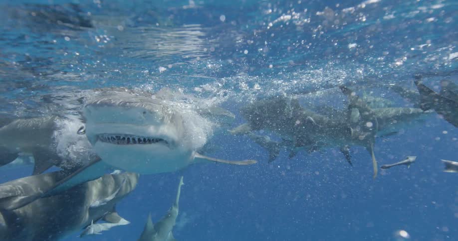 The large shark is biting moving around the other sharks
