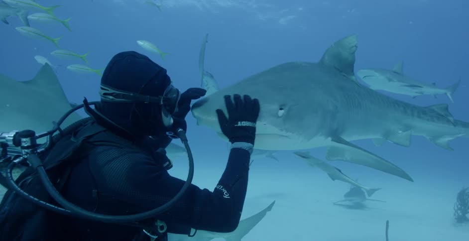 Diver petting the snout of a shark