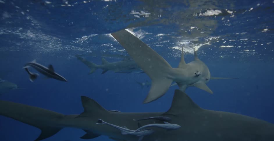 Sharks swim with their fins breaking the surface