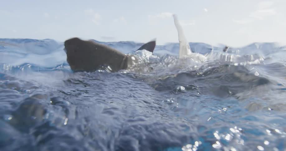 Adults and a baby shark swimming just below the surface of the ocean