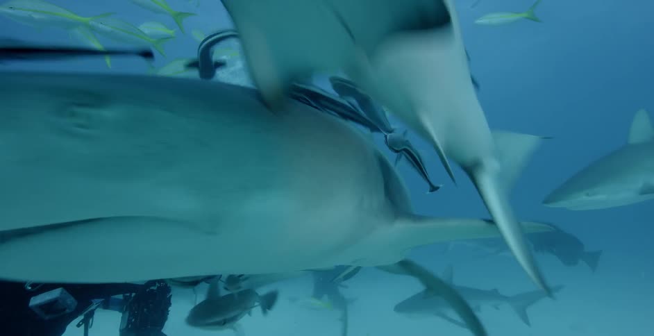 Diver swimming as sharks swim all around him and he even pets one